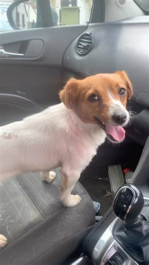 8.3K views · 82 reactions | J gumble rabbit control on Reels | Facebook