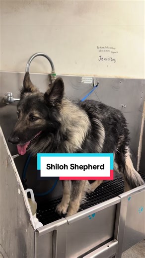 Understanding the Shiloh Shepherd Breed