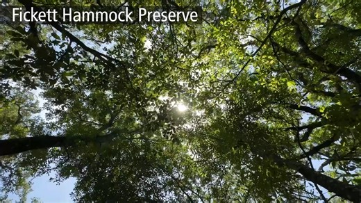 3.7K views · 34 reactions |  Take a look at some of the  parks in Hernando County. From the  woods and waterways  of Lake Townsen Preserve to the warm ⛱ sandy beach of Pine Island and many others, there is a park just waiting for you to explore. 量 Hernando County Parks & Recreation | Hernando County Government | Facebook