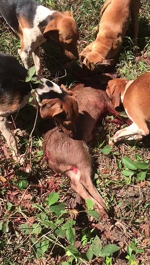 renato zuze no TikTok