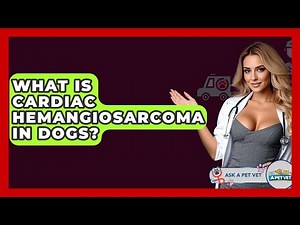 What Is Cardiac Hemangiosarcoma In Dogs? - Ask A Pet Vet