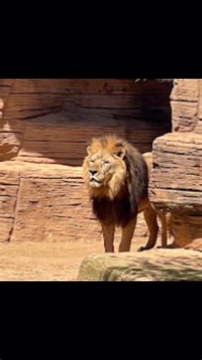 Elegant dreams travel on Instagram: "Get ready for a ROAR-some adventure! 🦁🌳 Join us at Riverbanks Zoo & Garden in Columbia, SC, where you’ll encounter over 3,000 animals and stunning botanical gardens. Explore the African Savanna, Aquarium and Reptile Conservation Center, and the beautiful gardens, all within 170 acres of paradise *Plan Your Visit:* - *Hours:* 9 am - 5 pm daily, except Thanksgiving and Christmas - *Tickets:* Book online in advance to skip the lines! $24.99 for adults, $21.99