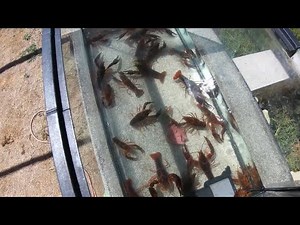 Crab farm to feed my turtles !! 🦞🐢