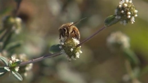‘It’s bee poop:’ Honeybees make a big mess in Brevard County community