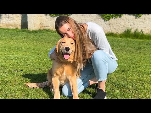 Our New Golden Retriever Puppy: The First 6 Months at Home