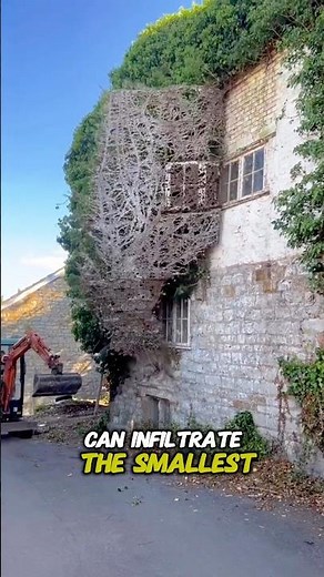 Why do Ivy plants need to be removed immediately?