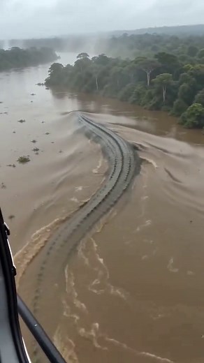 Filmed from a helicopter deep over the Amazon… at first it looked like a sandbank moving. Then the water started splitting around it. Whatever this was had a back longer than 100 feet and a wake like a ship. No known species matches this size… and it was never seen again. 🐊🚁🌫️ #Amazon #Unexplained #GiantCreature #HelicopterView #FoundFootage