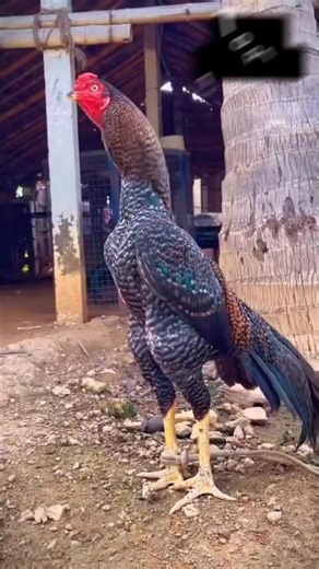 Top 5 best fighter aseel roosters with prices