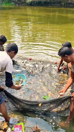 Trending Song Shorts 😂#shortsfeed #trendingshorts #viralshorts #fishlover #explore