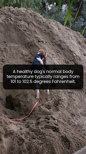 Did You Know a Dog's Body Temperature Is Higher Than Ours