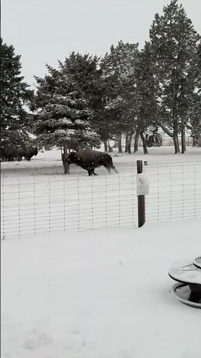 Bison Jumping & Running in the Snow ❄️🦬 Cabin Views!