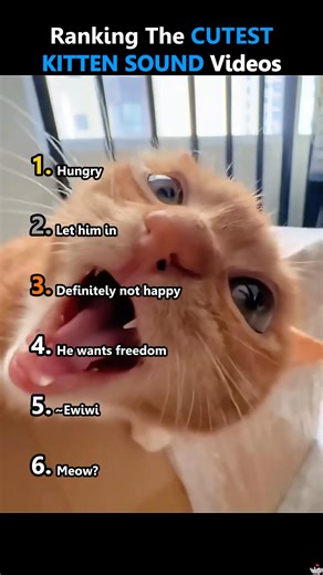 Cute Kitten Sound🥹😻 #cute #kitten #cutecat #viral