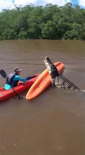 A crocodile flips a kayak