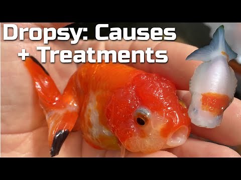 GOLDFISH DROPSY - What it is, Why it Happens, & How to Treat it