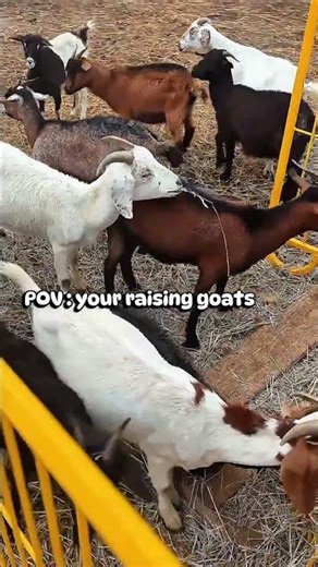 Ultimate Goat Raising Experience - Tips, Fun, and POV Adventure #GoatLife #FarmingTips