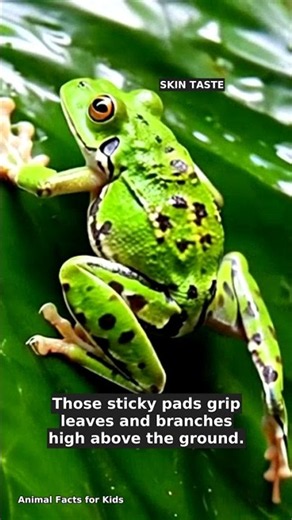 Tree Frog Facts: It Tastes With Its Skin! #Shorts