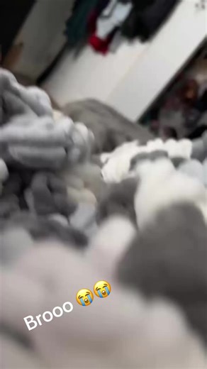 Cats Doing Anything and Everything