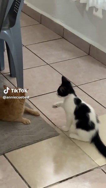 Video de Annie (@anniecuebed) relacionado con “demikanimal.official”