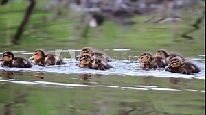 Mallard chicks search feed in the wetlands, animal children, spring, (anas platyrhynchos), germany