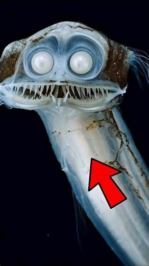 Top 5 CREEPIEST Real Animals That Actually Exist 😱