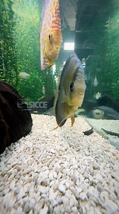 🤣🤣🤣 #aquariums #aquarium #discus #freshwateraquarium #plantedtank #plantedaquarium #discusfish #discustank | SICCE