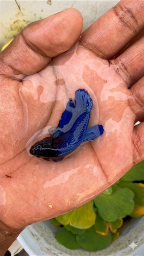 betta fish outdoor bucket pond.😍🥰