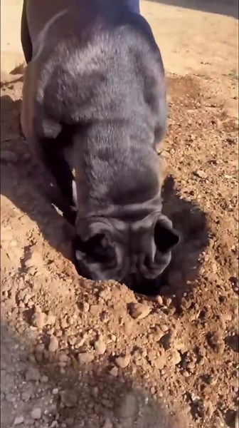 Dog digs way too deep and finds more trouble than dirt