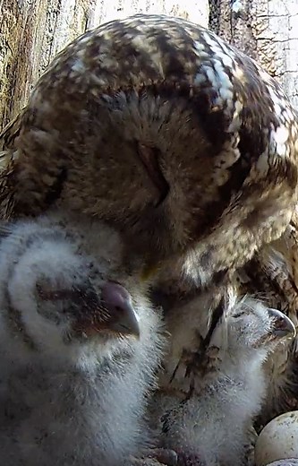 Mother owl preening her two tiny owlets ❤ #tawnyowl #owl #babybirds | Robert E Fuller