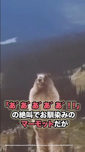 マーモットの絶叫理由😱
