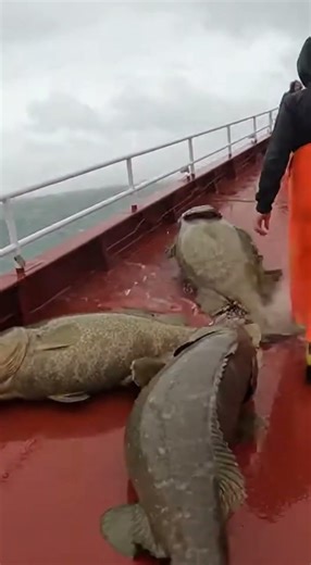 Top 3 Unbelievable Moments Giant Fish Attacked Our Boat in a Storm!