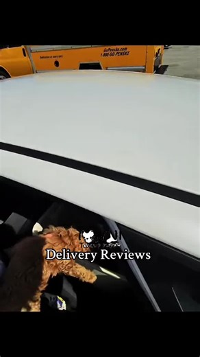 Teacup Puppy Delivery Review: Happy New Fur Baby