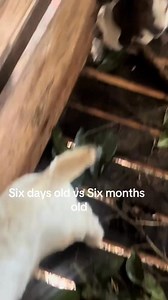 2.4K views · 16 reactions | Six months old versus 6 months old ️ #boergoats #goatbreeding #agriculture #sustainablefarming #farmlife | Goats Sheep Cows & General Livestock Online Marketplace | Facebook