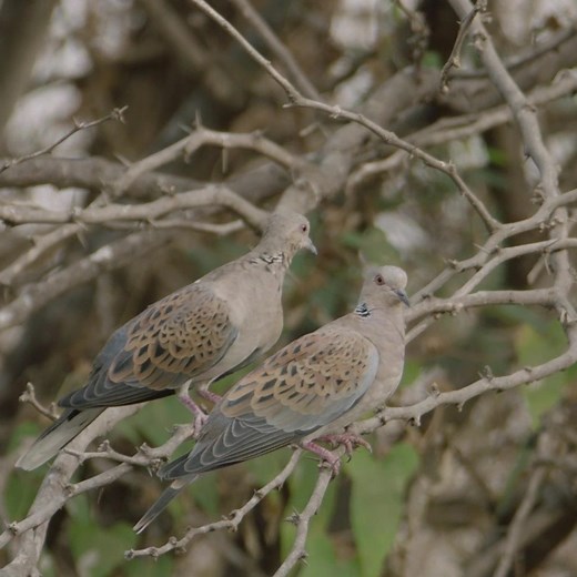 15K views · 312 reactions | Just two Turtle Doves feature in the...
