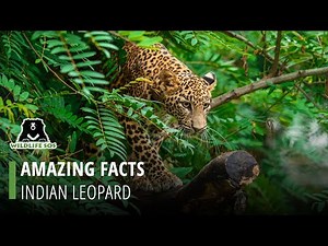 Facts About The Indian Leopard