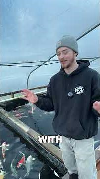 How to Feed Koi Properly | Best Koi Foods & Seasonal Feeding Guide