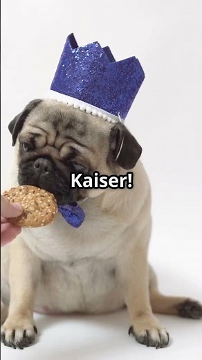 Mops 🐶😂 5 lustige & spannende Fakten über diese charmante Hunderasse!