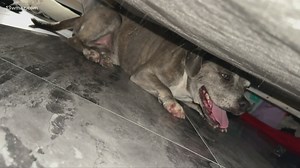 German shepherd crowned winner at Westminster dog show: Photos