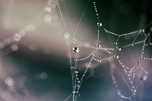 Spider web with water drops, nature, depth of field Rare Gallery wallpaper