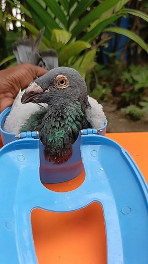 1.4M views · 2.7K reactions | Pigeon care #kabutar #pigeon #feeding #garlic #pigeonlove | অনুভুতি f e e l i n g s ツ | Facebook