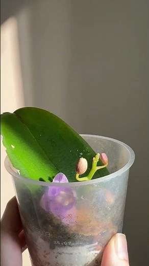 Orchid propagation from a leaf 🌸 Is it possible to grow a phalaenopsis from a leaf? Leaf blade, r...
