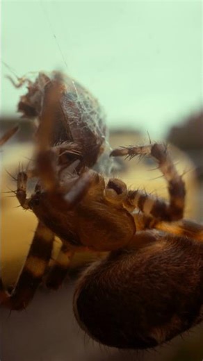 Macro Madness: Spider Eats Ladybird | Probe Lens B-Roll (Shot on Blackmagic PYXIS 6K)