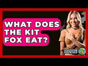 What Does The Kit Fox Eat? - Ecosystem Essentials