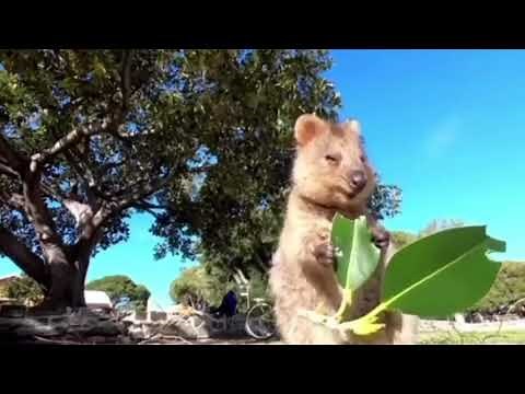 Quokka eating a leaf