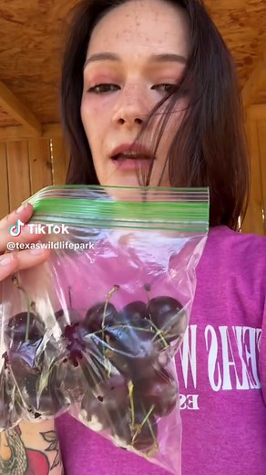 Feeding Zoo Animals Cherries: Snack Time at Work