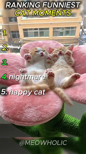 Cats are HILARIOUS! #cat #funny #cute