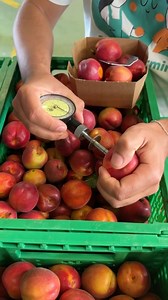 🍑How do we check if fruit is ready to travel? Before the first apricot reaches your home, it goes through a series of tests in the field. Our agronomist Francesco shows us how this works. We start by measuring the fruit’s sugar content, using what’s called the Brix level. This value helps farmers decide the right moment to harvest. A drop of juice is placed on a strip and analysed - too low, and the fruit isn’t ready yet. Next, we test the firmness of the fruit using a penetrometer. We gently p