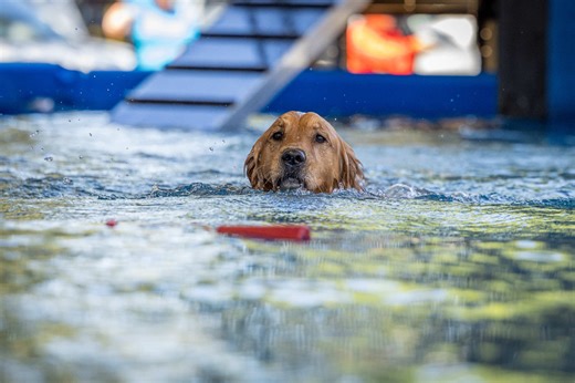Dock Diving: The Ultimate Golden Retriever Experience