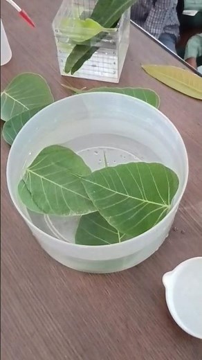 leaf skeleton reticulate venation