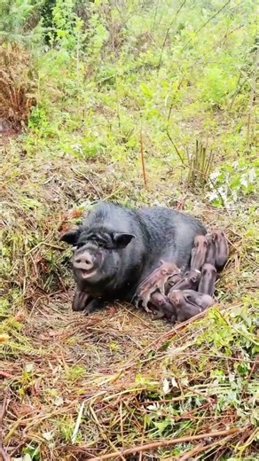 Awesome Wild Boar Piglet 🐗 #pig #boar #animal #viral #short #wildboar #wildlife