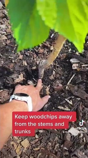 How to mulch around fruit trees